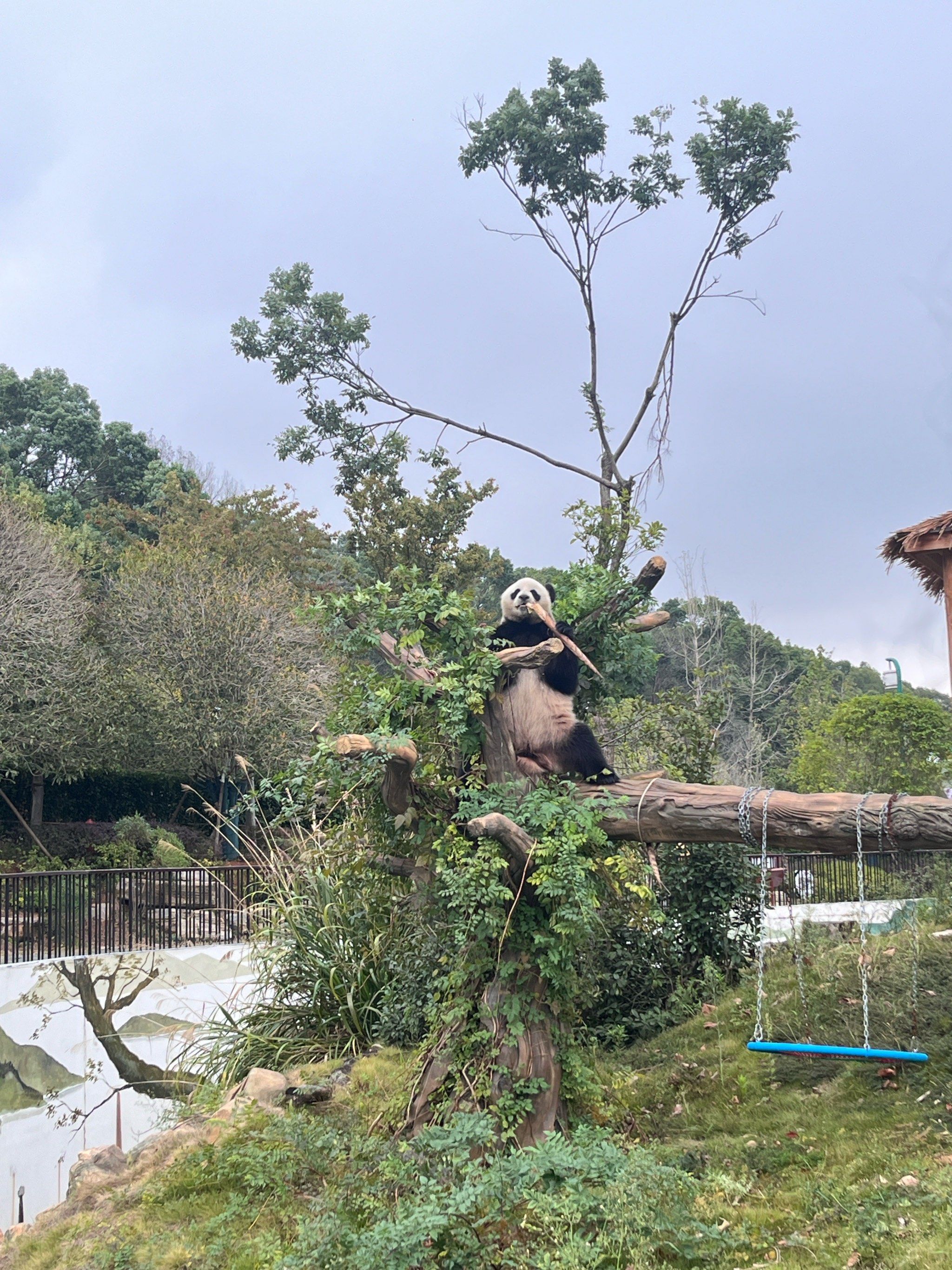 商店他的扇子🪭周边都卖没了#熊猫乐园 #岳阳熊猫 #大熊猫喜悦