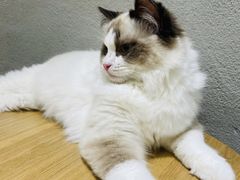 -藏猫猫咖啡主题馆(中央大道店)