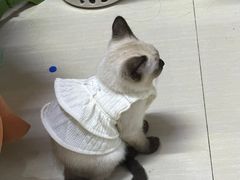 -喵zoo家庭繁育猫舍(尖东智能花园店)