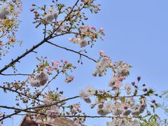 -西安乐游原