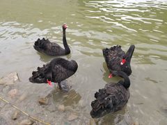 -天津东丽湖风景区