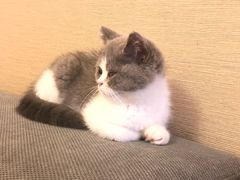 -猫大福·Fortune Cat猫舍(百子湾店)