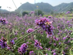 -密云玫瑰情园