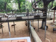-深圳野生动物园