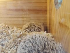 -喵园·猫主题咖啡厅·撸猫·猫咖(国贸店)