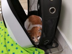 -凯特喵百思猫专科医院