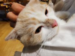 -藏猫猫咖啡主题馆(中央大道店)