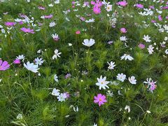 -悦见花开·花园里的火锅·露营·下午茶