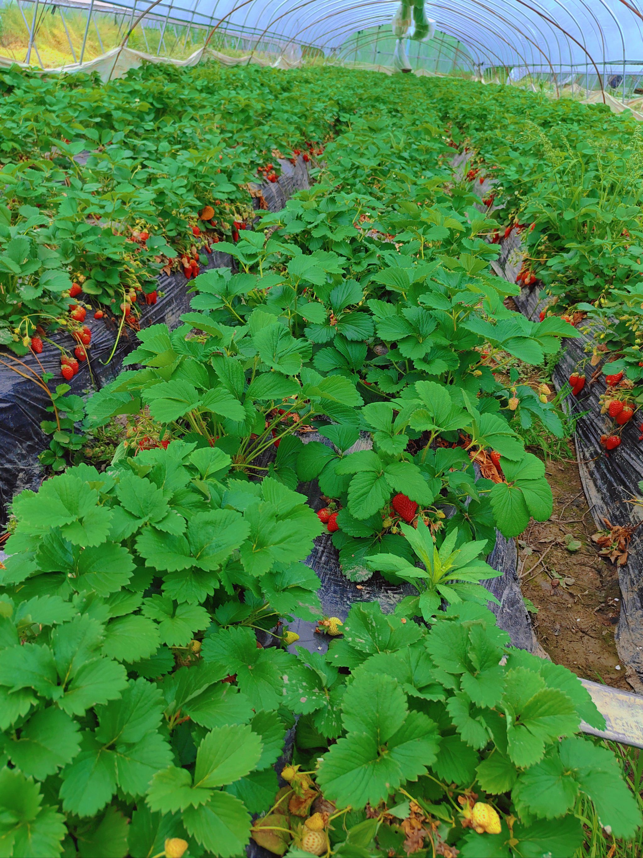 一家超赞的草莓园91