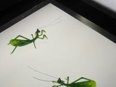 -上海昆虫博物馆