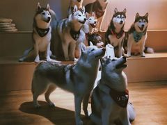 -Husky Go! 哈士奇体验馆·宠物咖啡厅狗咖
