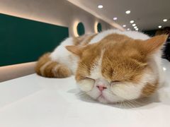 -飞行喵MR PILOT|猫舍·猫咖(静安大融城店)