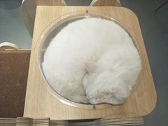 -飞行喵MR PILOT|猫舍·猫咖(静安大融城店)