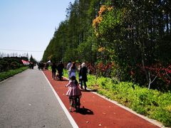 -上海长兴岛郊野公园