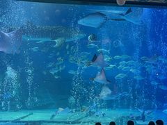 -烟台海昌鲸鲨海洋公园