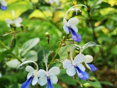 -中国科学院华南植物园
