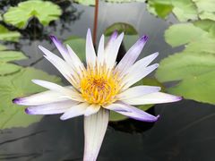 -上海辰山植物园