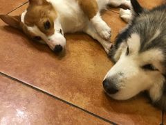 -more than meow吴止猫主题餐厅(承德 中船汇店)