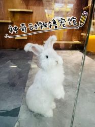 -神奇动物撸宠馆·羊驼·小浣熊·异宠(豫园店)