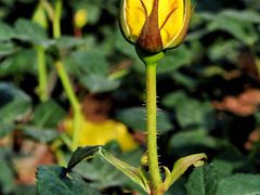 -人民公园(罗湖区)