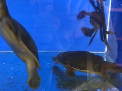 -瑞普利水族馆