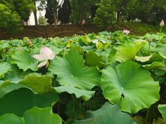 -洪湖生态旅游区