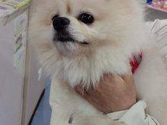 -瑞鹏宠物医院·爱宠堂·骨外专科(西荷分院)