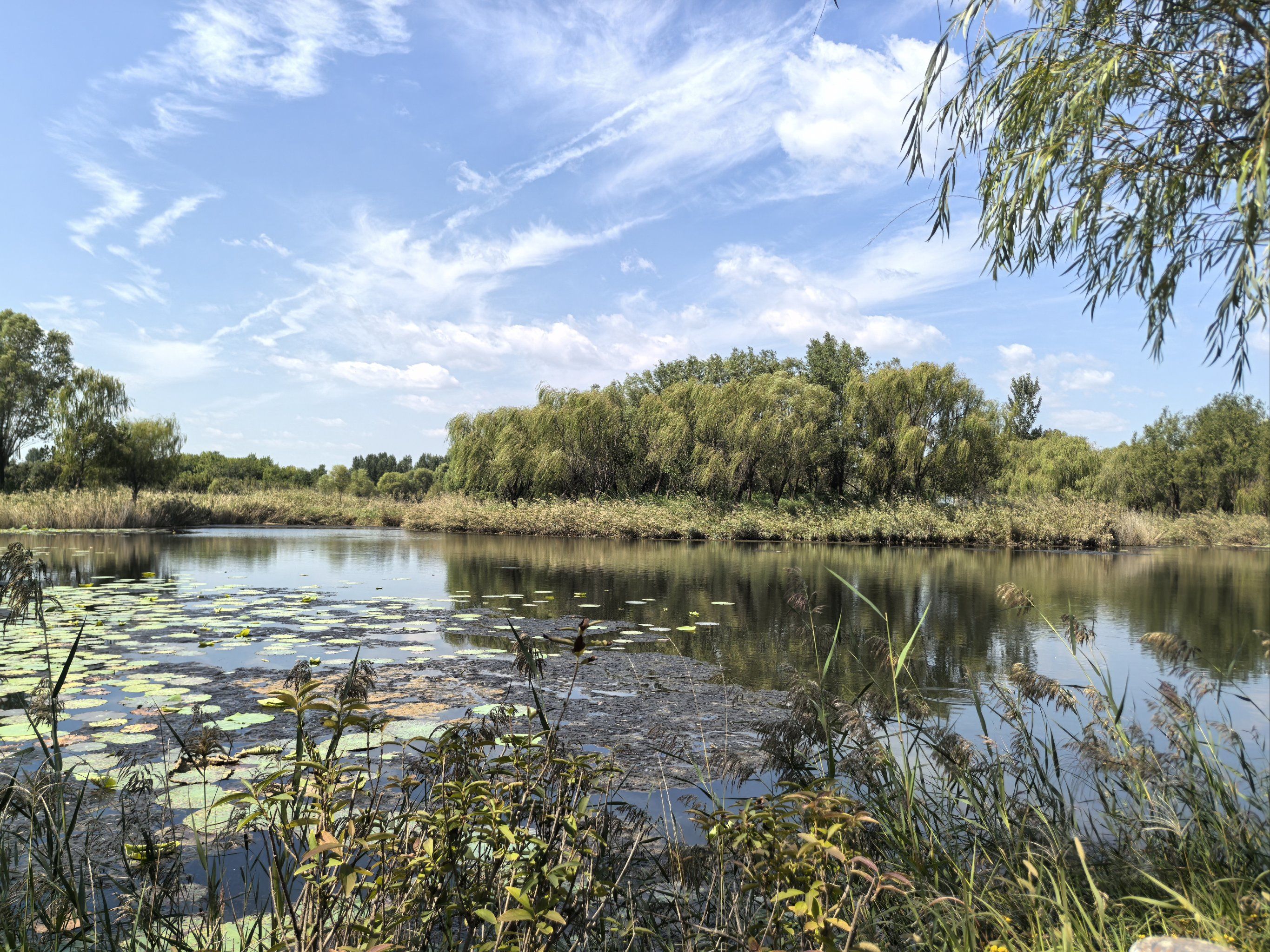 0元玩转这座城济南西部面积很大的湿地公园,停车后免费入园,建议易忖