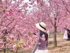 -天适樱花悠乐园