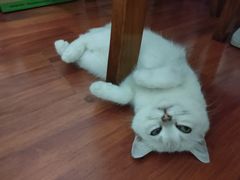 -lincat·猫舍(广州店)