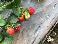 -田趣农庄草莓采摘园