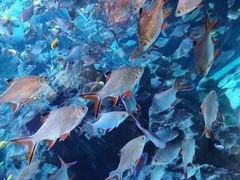 -成都浩海立方海洋公园