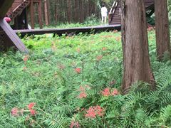 -黄海国家森林公园