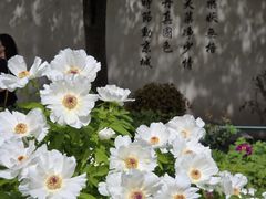 -洛阳市牡丹公园