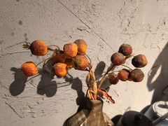 -地二手作鱼汤馄饨(上街里店)