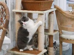 -共舞时光猫咖·狗咖(新街口店)