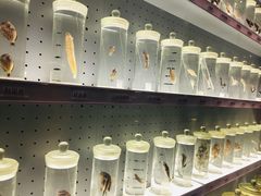 -贝林大翅鲸简餐厅(国家海洋博物馆店)