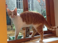 -猫的天空之城概念书店(西塘古镇店)