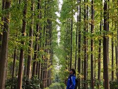 -黄海国家森林公园