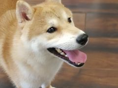 -豆柴町-柴犬主题狗咖(红鼎国际C座店)