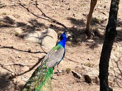 -西霞口神雕山野生动物世界