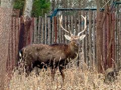 -大连森林动物园