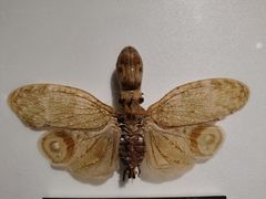 -上海昆虫博物馆