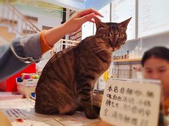 -猫的天空之城概念书店(杭州南宋御街店)