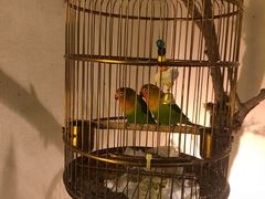 -小厨娘淮扬菜(六合欢乐港店)