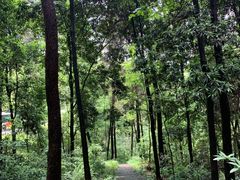 -铁山坪森林公园