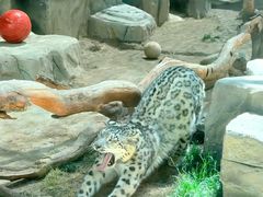 -青藏高原野生动物园