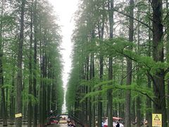-渌洋湖湿地公园