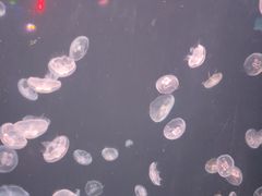 -太平洋海底世界