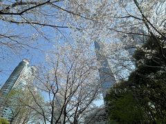-陆家嘴中心绿地